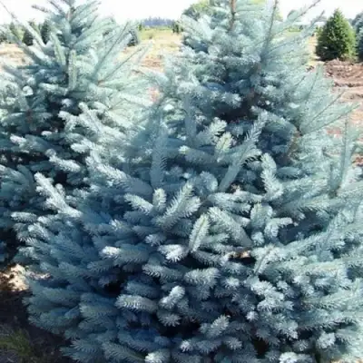 Ель ГЛАУКА колючая в Лиде