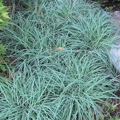 Осока БЛЮ ЗИНГЕР в Лиде