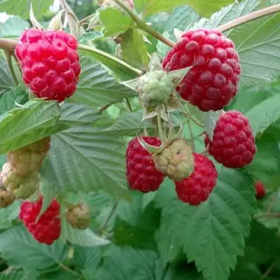 Малина ПРОСТО ПРЕЛЕСТЬ (СТОЛЕШНИК) в Лиде