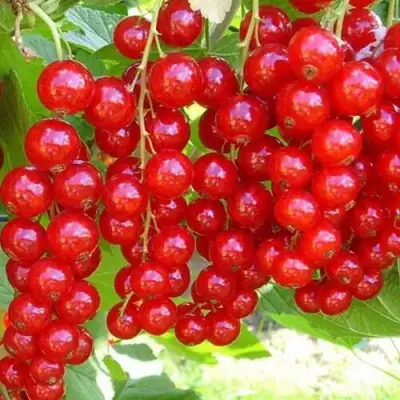 Смородина красная ФЕРТОДИ в Лиде