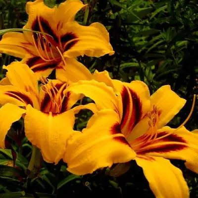 Лилейник БОНАНЗА гибридный в Лиде