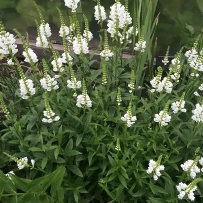 Физостегия АЛЬБА виргинская в Лиде