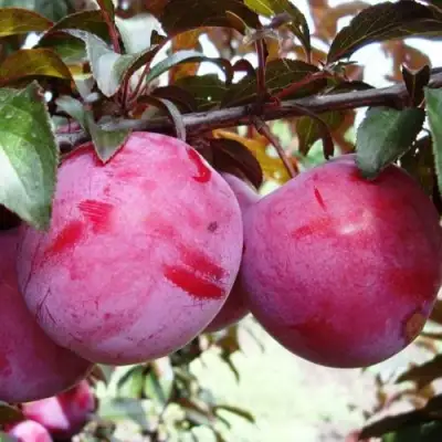 Слива ЛАМА в Лиде