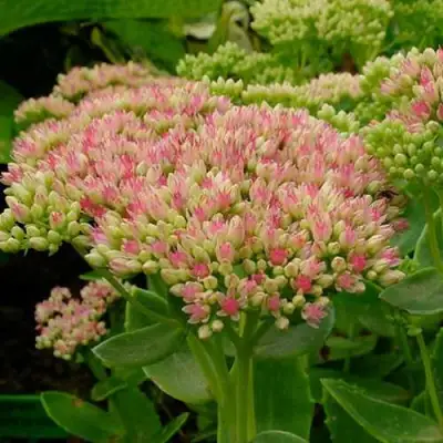 Очиток (седум) БРИЛЛИАНТ в Лиде