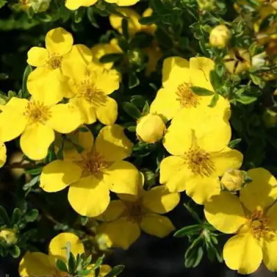 Лапчатка ХАКМАНС ГИГАНТ кустарниковая в Лиде