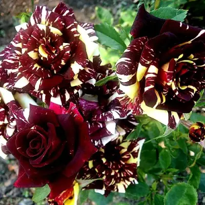 Роза ФОКУС ПОКУС флорибунда в Лиде