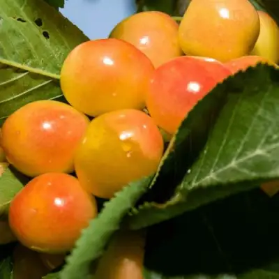 Дюк (черевишня) БЕЛОЧКА в Лиде