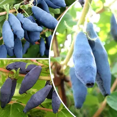 Комплект СЛАДКИЕ ХИТЫ в Лиде