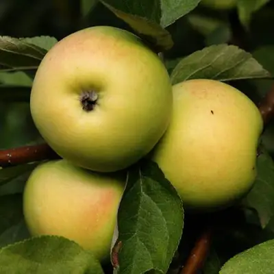 Яблоня ДАНИЛА в Лиде