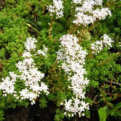 Очиток (седум) ХЛОРОТИКУМ белый в Лиде