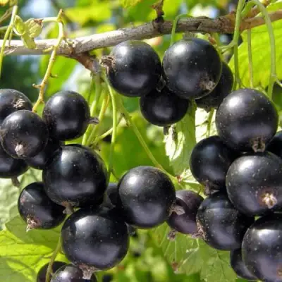 Смородина чёрная НЕСТЕР КОЗИН в Лиде