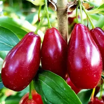 Кизил ВЛАДИМИРСКИЙ в Лиде