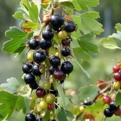 Смородина золотистая ПЛОТНОМЯСАЯ в Лиде