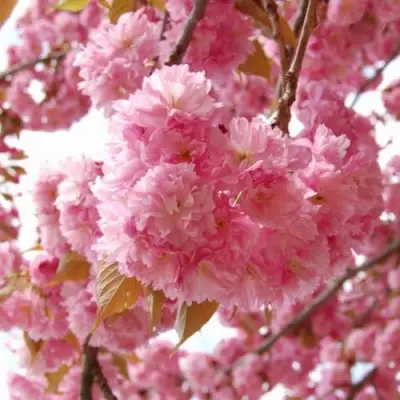 САКУРА  в Лиде