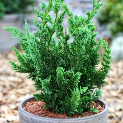 Кипарисовик ВИСЕЛЛИ лавсона в Лиде