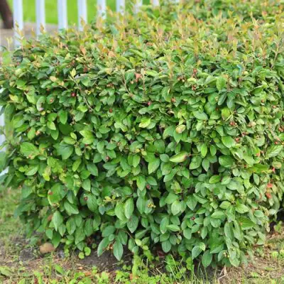 Кизильник блестящий в Лиде