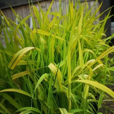 Фалярис АРКТИК САН тростниковый в Лиде