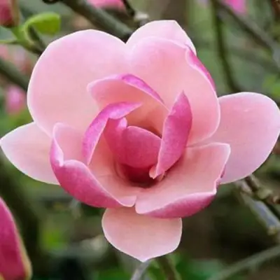 Магнолия РУСТИКА РУМБА в Лиде