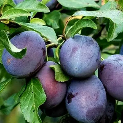 Слива ВЕНГЕРКА БЕЛОРУССКАЯ в Лиде