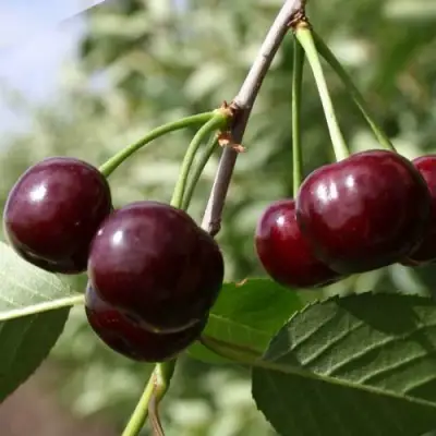 Вишня МОРОЗОВКА в Лиде