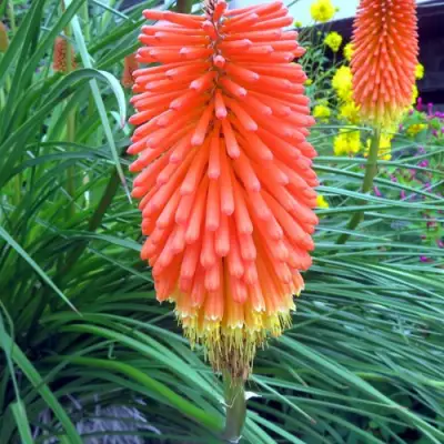 Книфофия БЕНГАЛ ФАЕР гибридная в Лиде