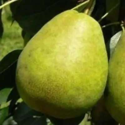 Груша ЛАГОДНАЯ в Лиде