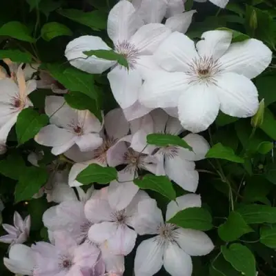 Клематис ИОАНН ПАВЕЛ 2 в Лиде