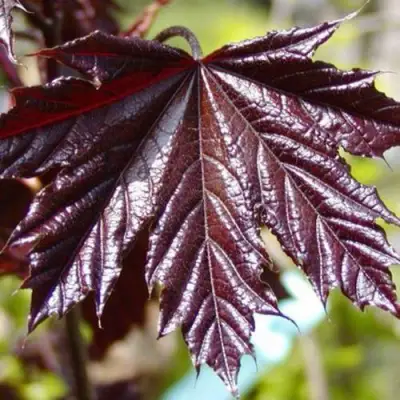 Клен КРИМСОН КИНГ остролистный в Лиде