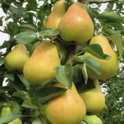 Груша ЛЮБИМИЦА ЯКОВЛЕВА в Лиде