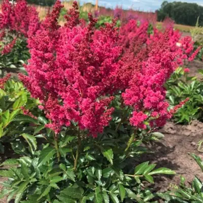 Астильба ЛАКИ ДЕЙ Арендса в Лиде