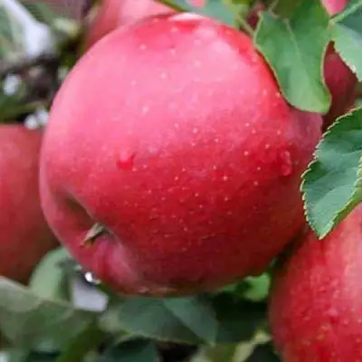 Яблоня ЧЕМПИОН в Лиде