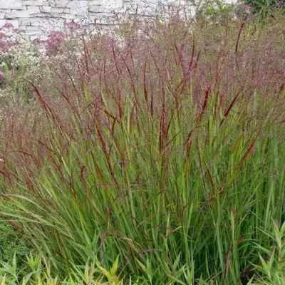 Просо ШЕНАНДО прутьевидное в Лиде