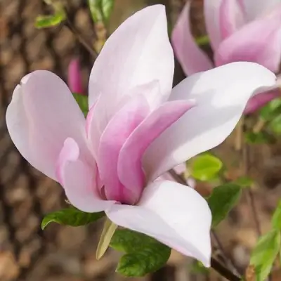 Магнолия БЕТТИ в Лиде