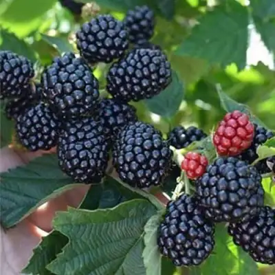 Ежевика ПОЛАР бесшипная  в Лиде