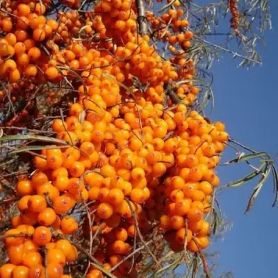 Облепиха СУДАРУШКА в Лиде