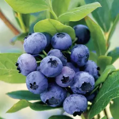 Голубика ГОЛДТРАУБЕ в Лиде