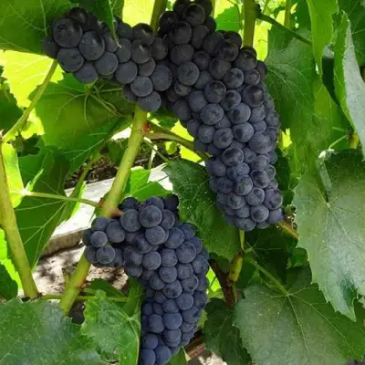 Виноград ВЭЛИАНТ в Лиде