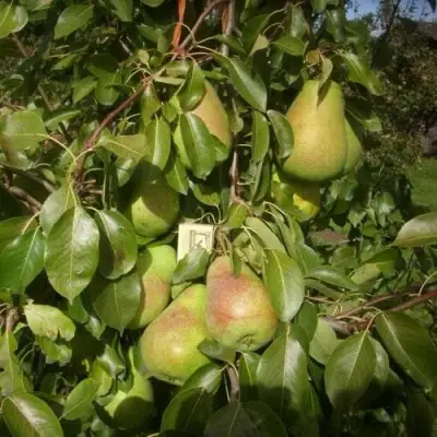 Груша БЕРЕ ЛЮКА в Лиде