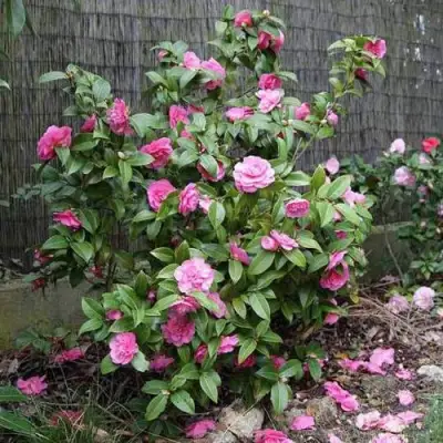 Камелия ДЕББИ в Лиде