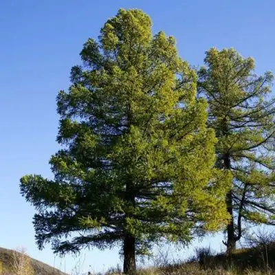 Лиственница сибирская в Лиде