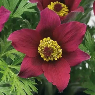 Прострел ПИНВИЛ РЕД ШЕЙДЕС в Лиде