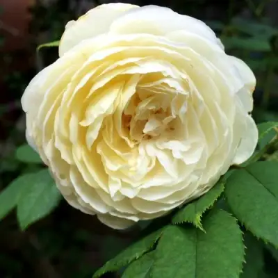 Роза КЛЭР ОСТИН английская в Лиде