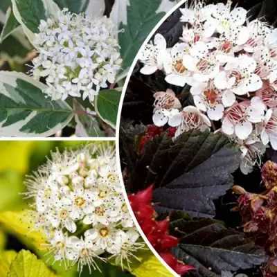 Комплект ЯРКАЯ ВСПЫШКА в Лиде