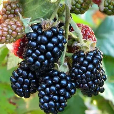 Ежевика ДЖАМБО бесшипная  в Лиде