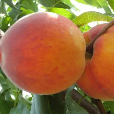 Персик СОЧНЫЙ в Лиде