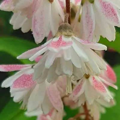 Дейция РОЗЕА ПЛЕНА в Лиде