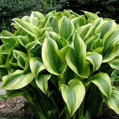 Хоста АУРЕОМАРГИНАТА в Лиде