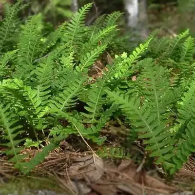 Многоножка обыкновенная в Лиде