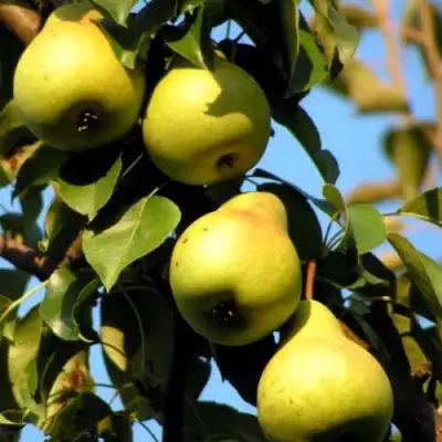 Груша НЕЖНОСТЬ колонновидная	 в Лиде