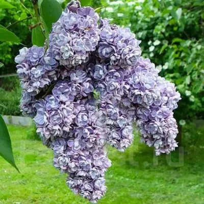 Сирень АМИ ШОТТ в Лиде